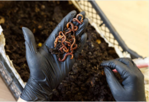 Worm Composting